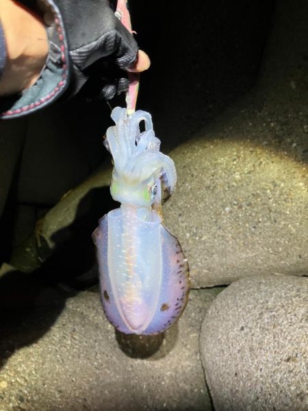 寒い中🥶でもナイトエギング…