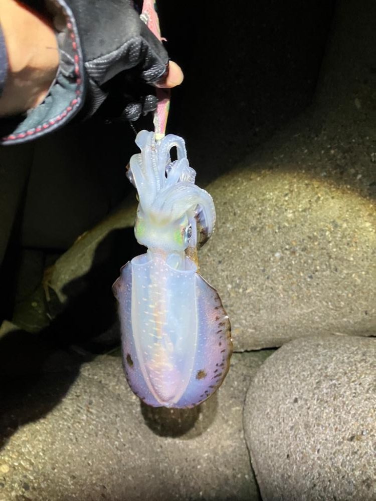 寒い中🥶でもナイトエギングσ(^_^;)