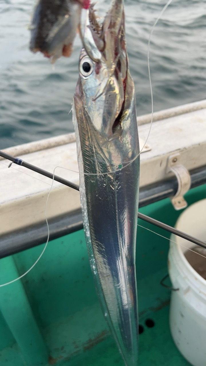 初めての船タチウオ