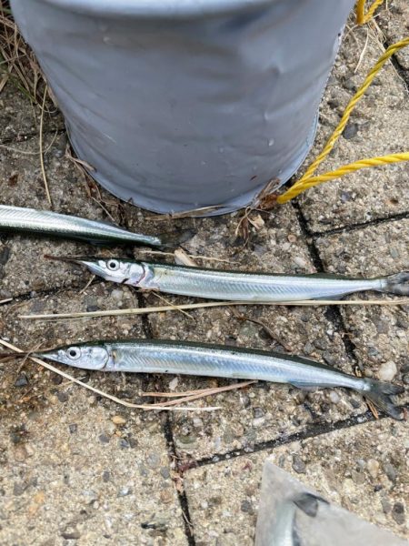 カワハギのつもりがサヨリ