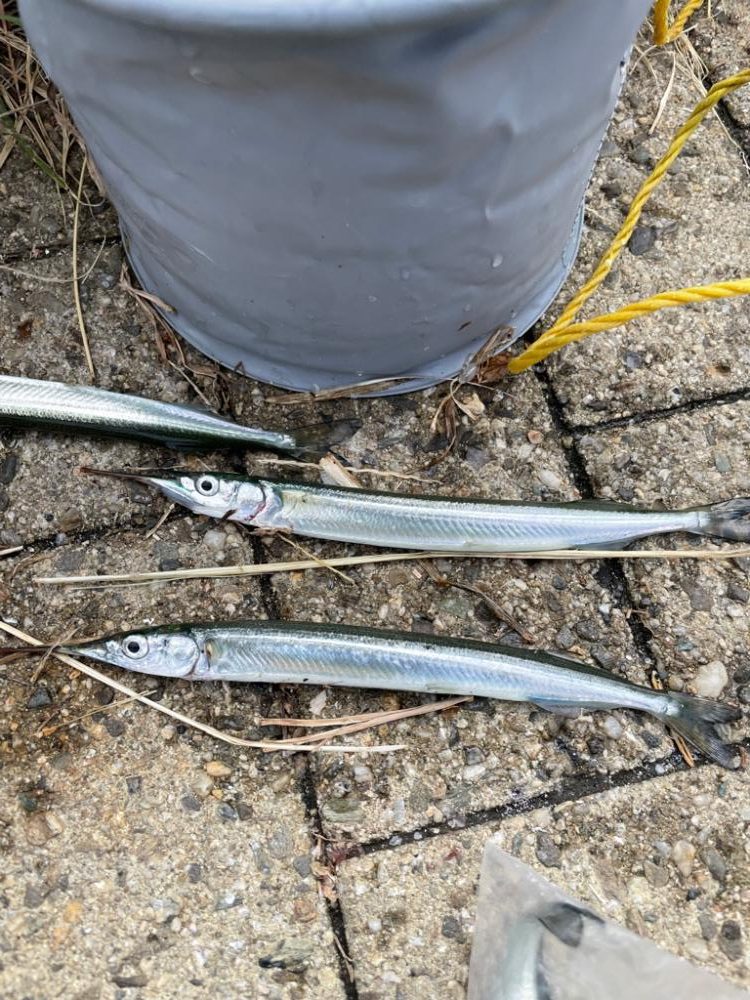 カワハギのつもりがサヨリ