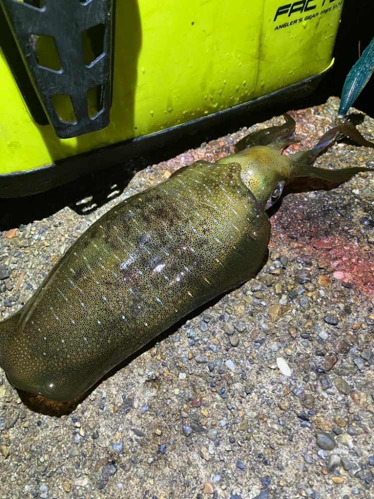 爆風、うねりの中ナイトエギングσ(^_^;)