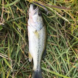 チビバスは元気