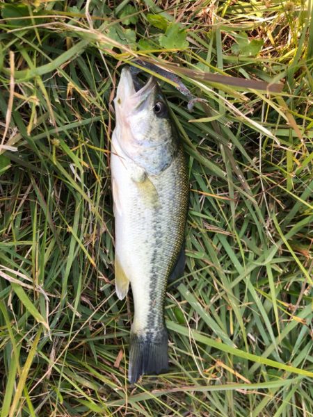 チビバスは元気