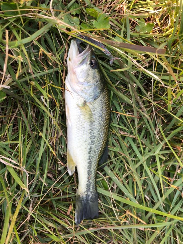 チビバスは元気