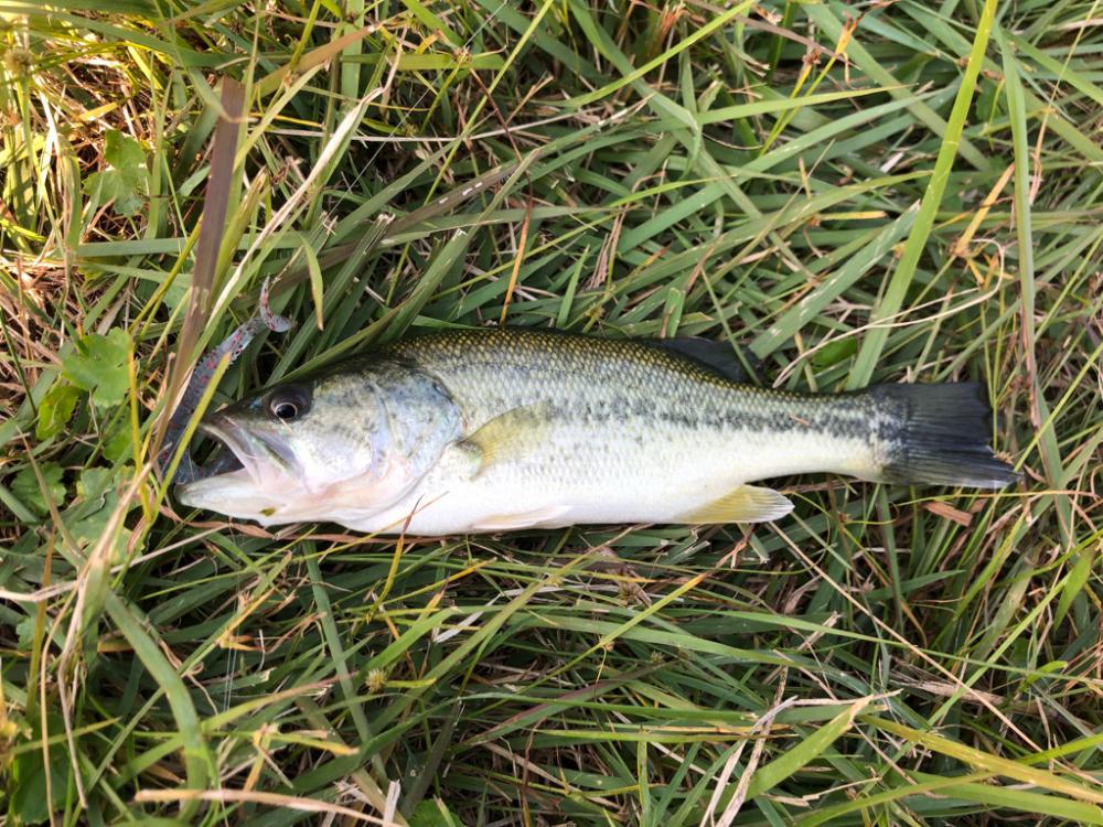 チビバスは元気