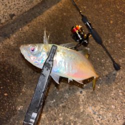 アジングで5目達成!!