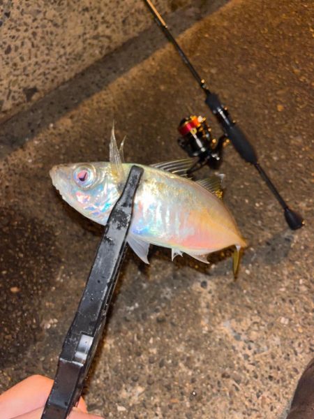 アジングで5目達成!!