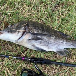 淀川の年無しチヌ