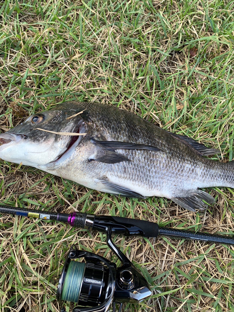 淀川の年無しチヌ