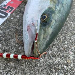 久しぶりの良型