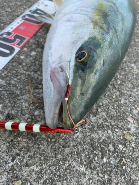 久しぶりの良型