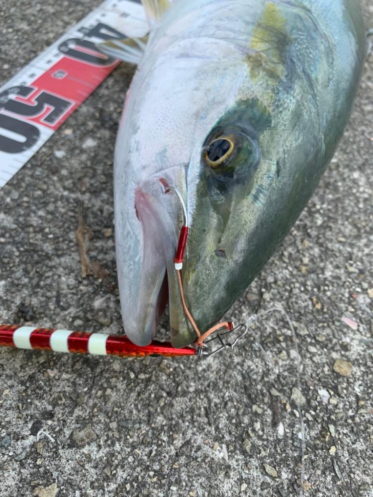 久しぶりの良型