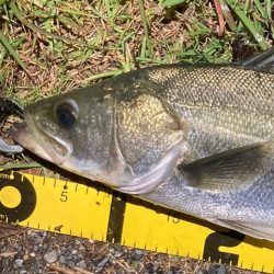 シーバスフィッシング