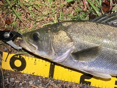 シーバスフィッシング