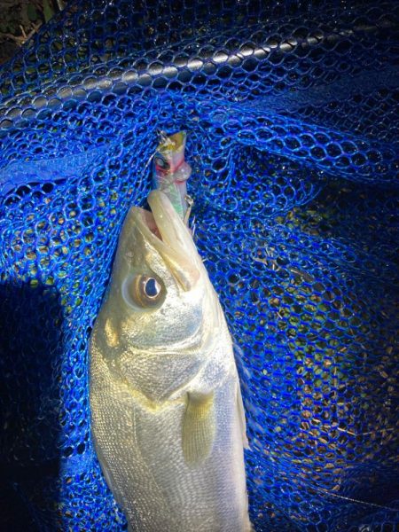 シーバスフィッシング