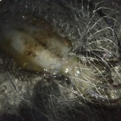 念願のアオリイカ