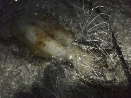 念願のアオリイカ