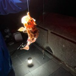 和歌山マリーナシティでタチウオ、アジ、ガシラ