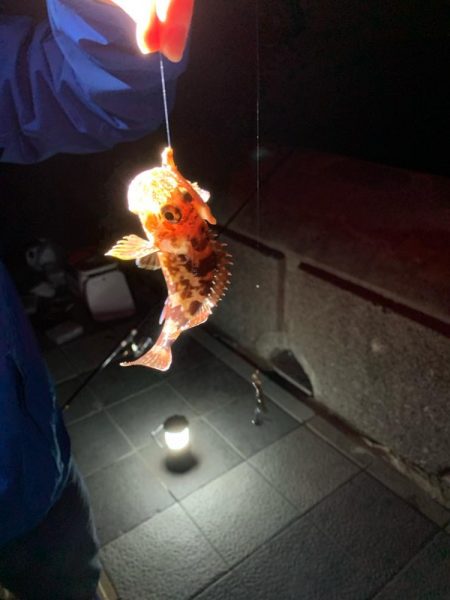 和歌山マリーナシティでタチウオ、アジ、ガシ…