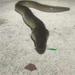 最後の一投で‥