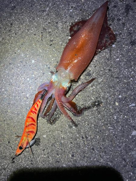 烏賊を探して三千里 Vol.2