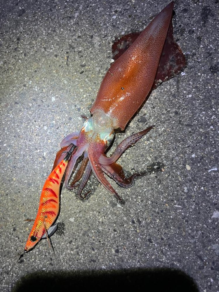 烏賊を探して三千里 Vol.2