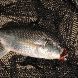 淀川のチニング