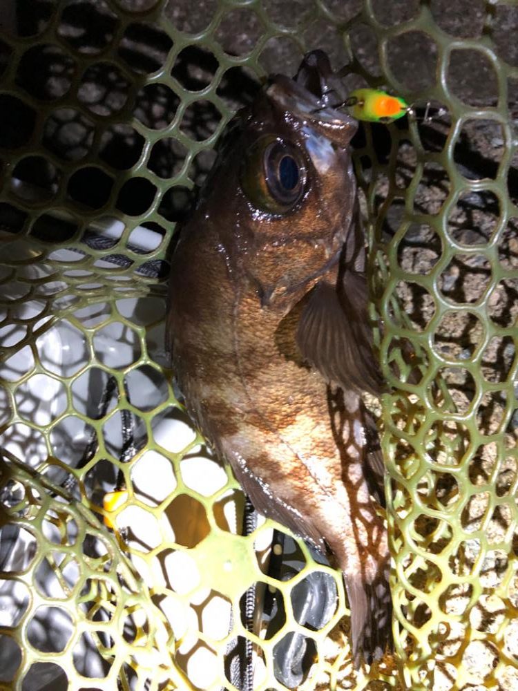 今秋の初メバル