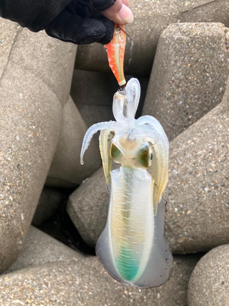 デイエギングで久しぶりのアオリGET (^.^)