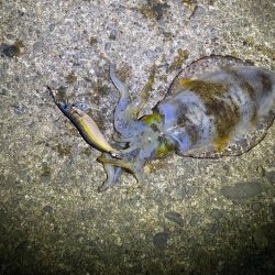 短時間エギング