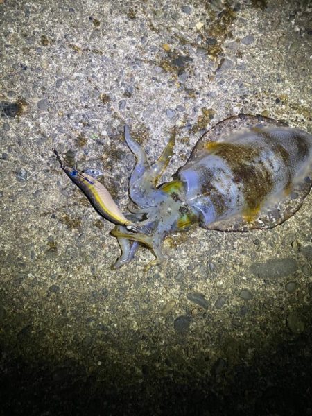 短時間エギング