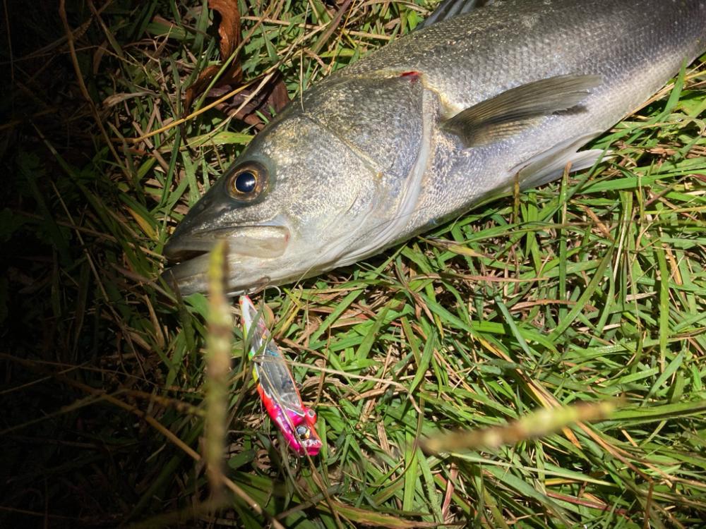 ルアーフィッシング