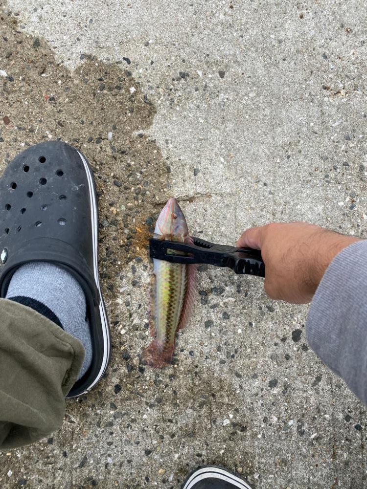 五目釣りチャレンジ