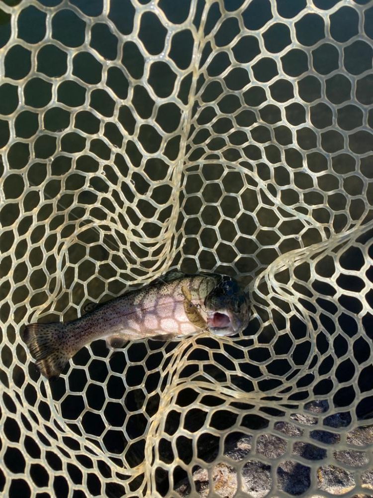 エリアトラウト