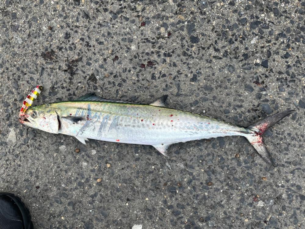 大阪湾ショアジギ