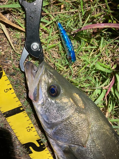 シーバスフィッシング