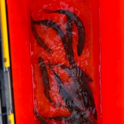 九頭竜川ラスト