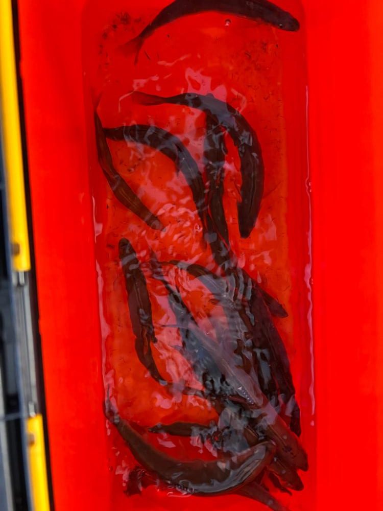 九頭竜川ラスト