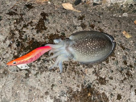 アジングエギング