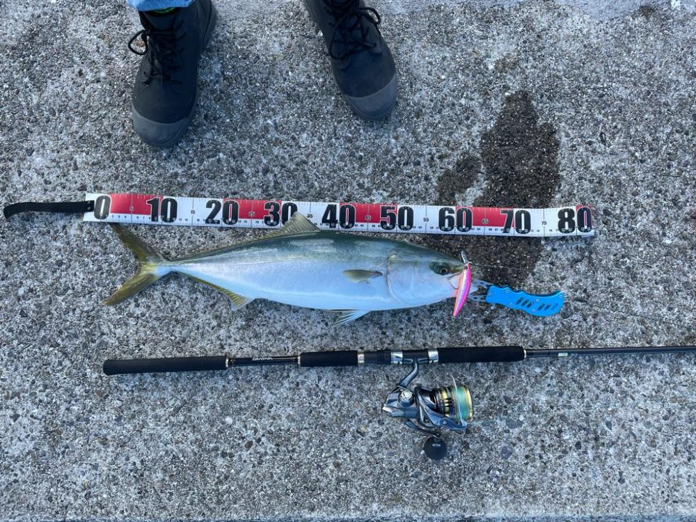 メジロ・サゴシ