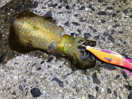 ありがとうございます。