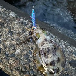 エギング朝まずめ勝負