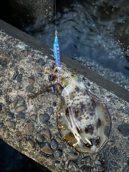 エギング朝まずめ勝負