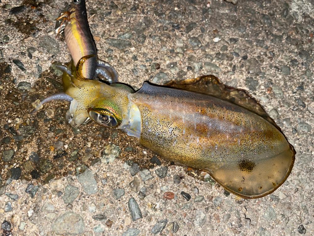 アジングエギング