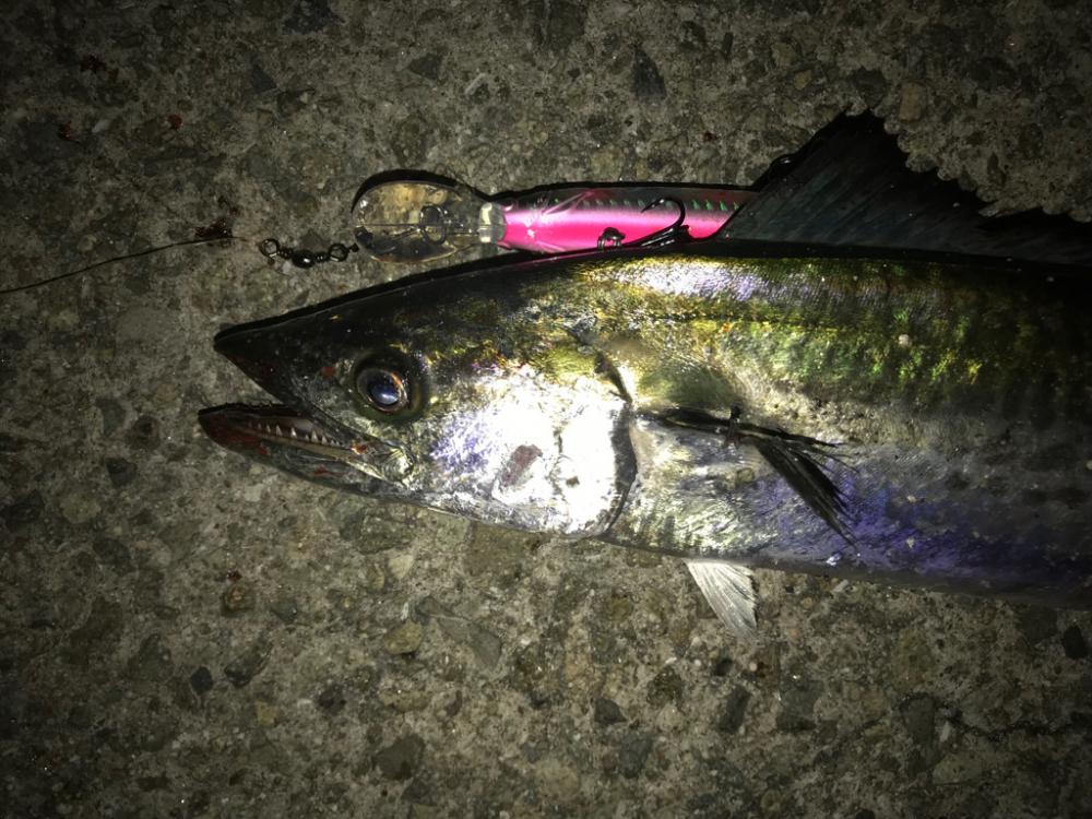 サゴシ 52cm