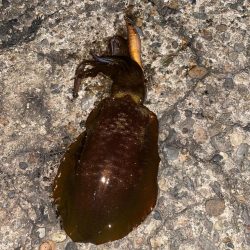 今シーズン初20cm