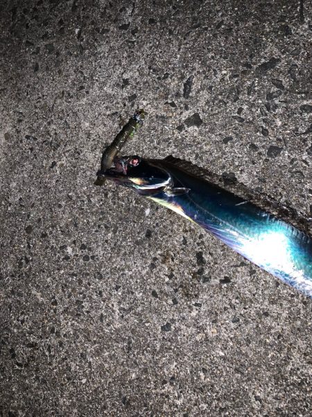 タチウオ 爆発!