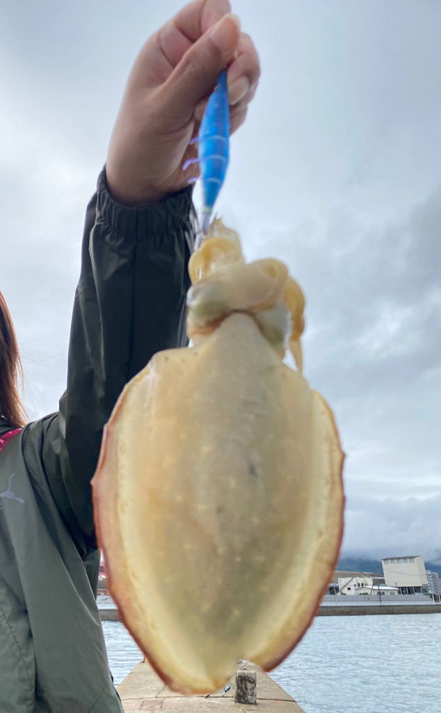 小倉でエギング