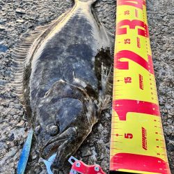 ヒラメとハマチ